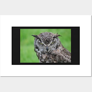 Great Horned Owl Posters and Art